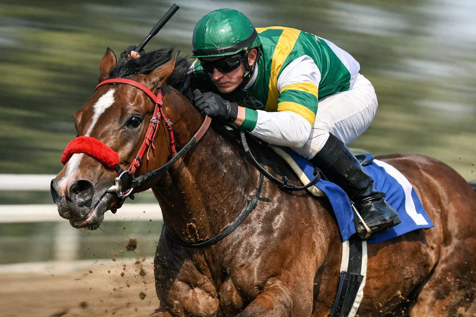 Jockey und Pferd im vollen Galopp während eines Flachrennens
